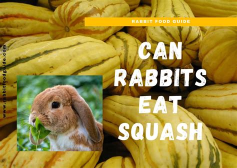 rabbit squash